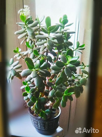 Толстянка, денежное дерево