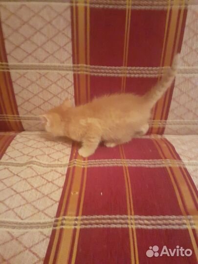 Рыжий котик