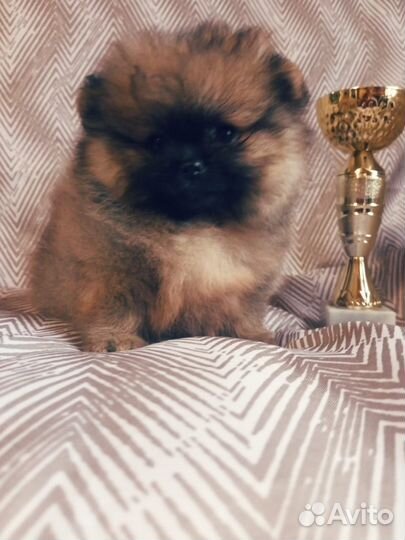 Рыжая класска