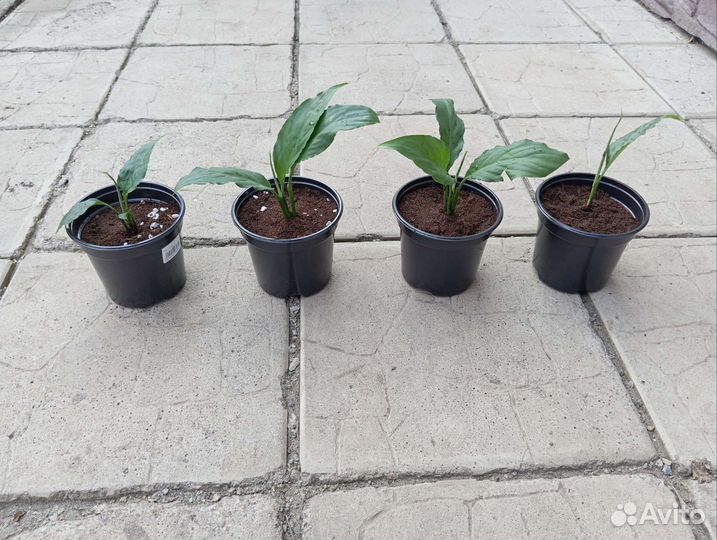 Спатифиллум (женское счастье)