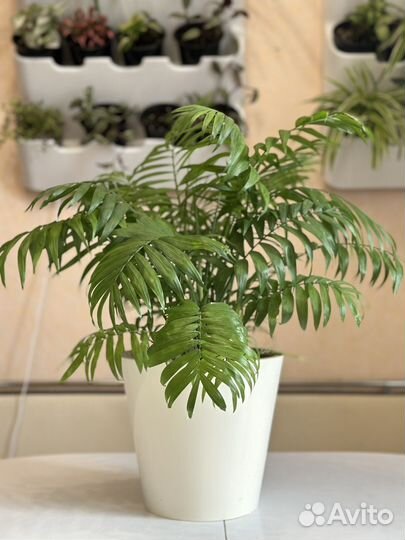 Хамедорея элеганс