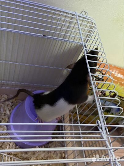 Крыска девочка