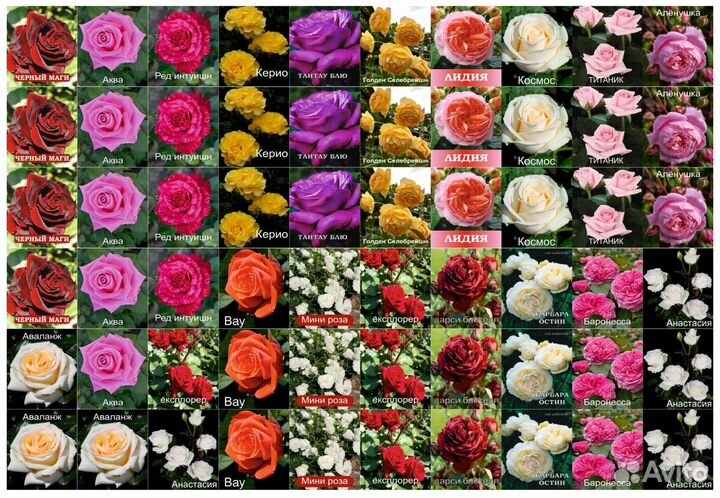 Саженцы роз чайно гибридные