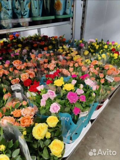 Комнатные растения и деревья, озеленение, от