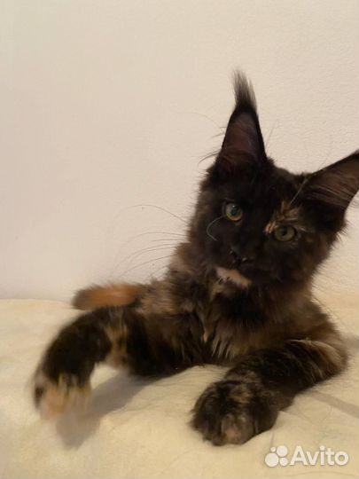 Котенок мейн кун