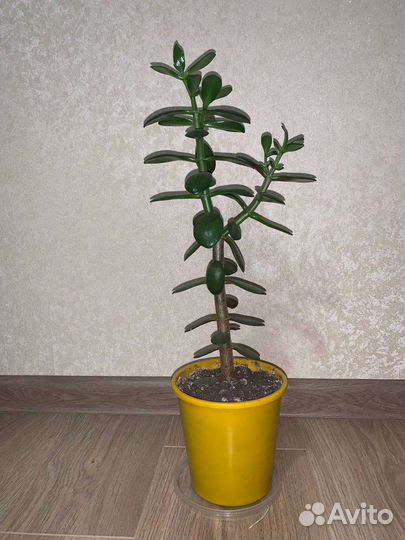 Цветы алоэ толстянка