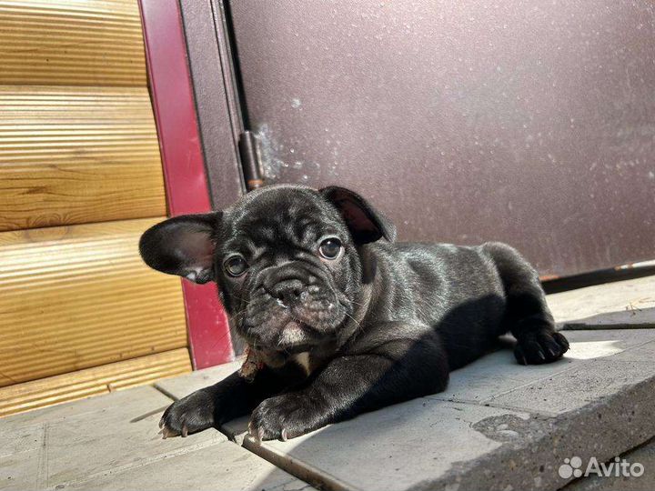 Французский бульдог