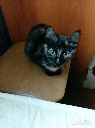 Кошки