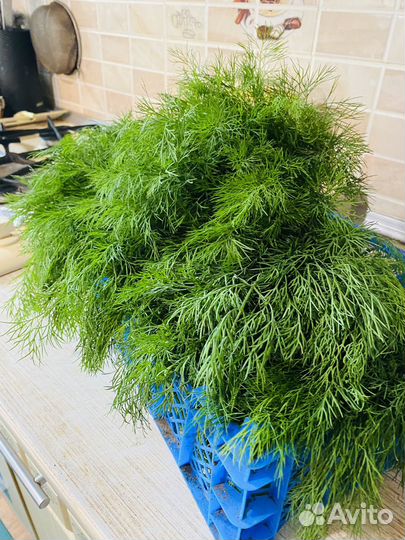 Зелень укроп со своего огорода