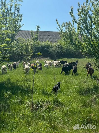 Козы козочки козлята