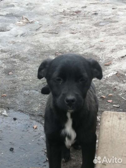 Собака в добрые руки отдам бесплатно