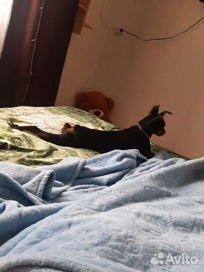 Вязка цвергпинчер