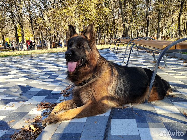 Вязка длинношёрстной немецкой овчарки