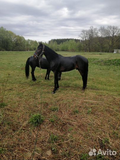 Лошадь рысак