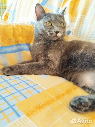 Кошка Гера типаж русской голубой