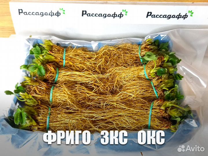 Рассада клубники элитных сортов