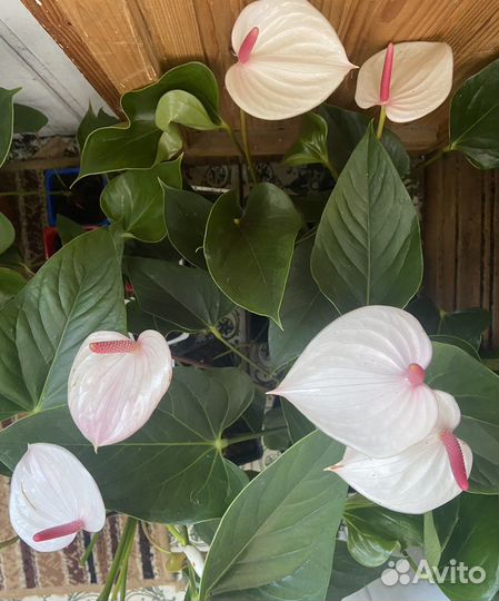 Антуриум фреш лав