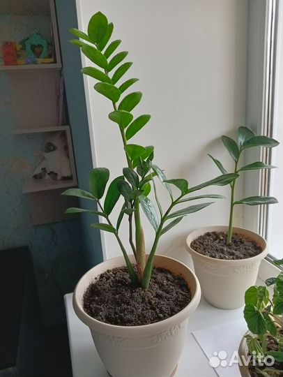 Замиокулькас