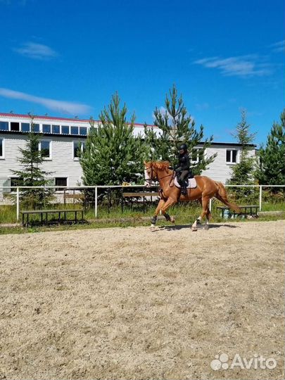 Продажа лошадей