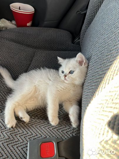 Серебристая шиншилла мальчик