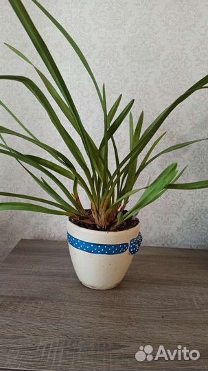 Орхидея цимбидиум