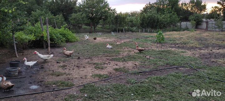 Утки шипуны