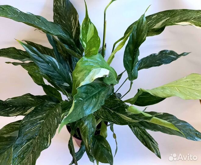 Спатифиллум вариегатный