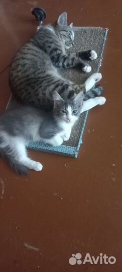 Котята в добрые руки бесплатно коты