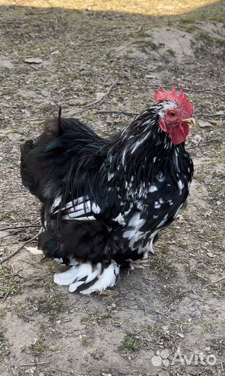 Петух карликовый кохинхин