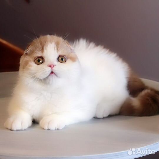 Элитные шотландцы