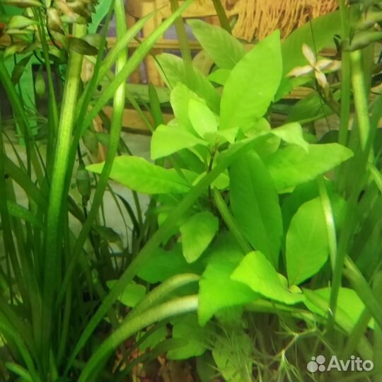 Аквариумные растения