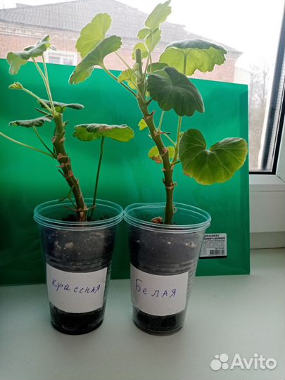 Герань пеларгония