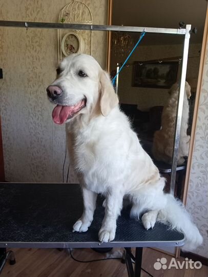 Передержка от Питомника