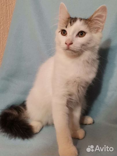Кошечка ищет дом
