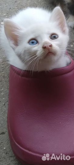 Белоснежный красавец Снежок и Белая кошка Белка