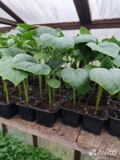 Рассада огурцов