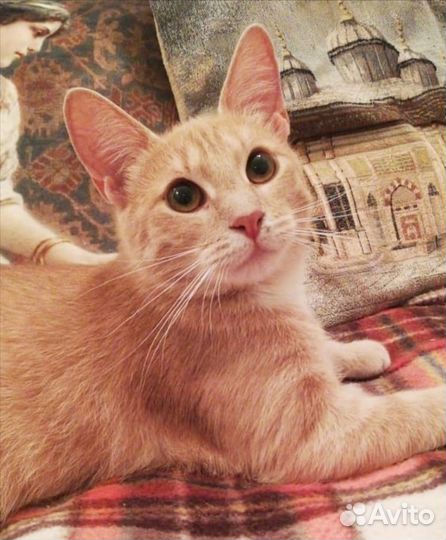 Кошка Мурка