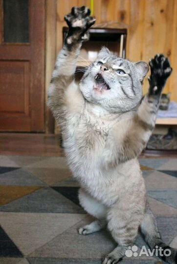 Короткошерстная кошка