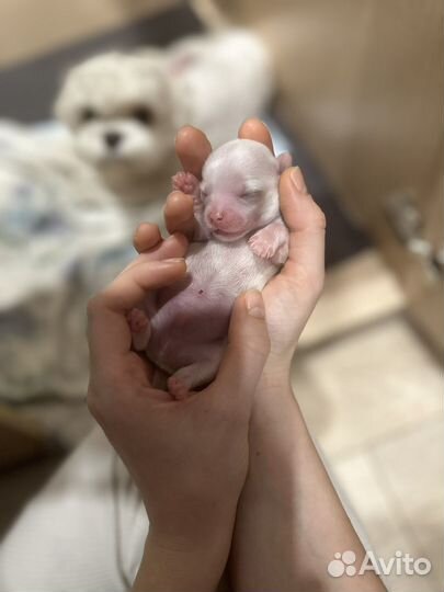 Щенки мальтезе мини