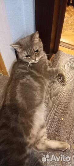 Случка кошки