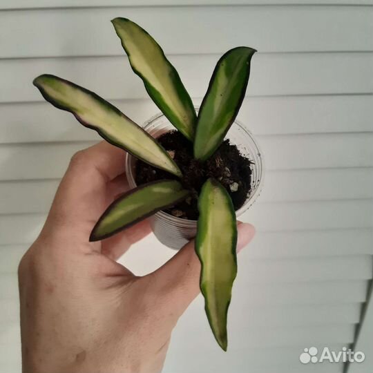 Hoya Wayetii Tricolor