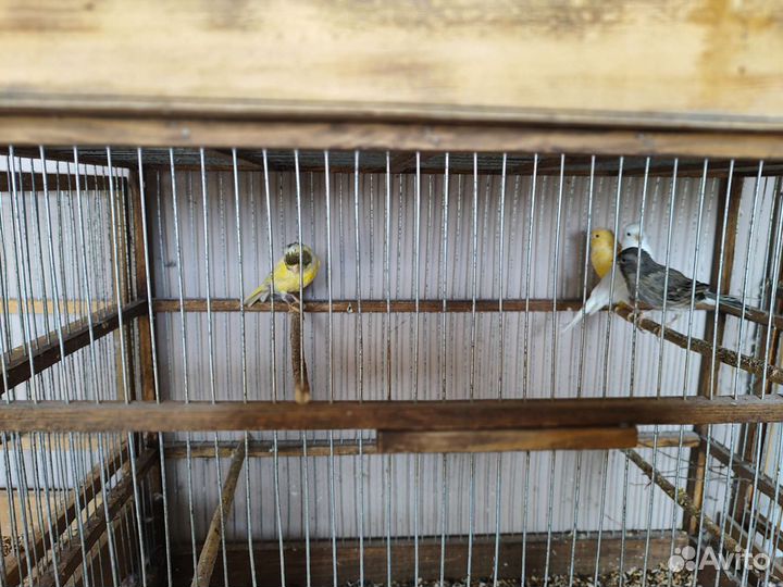 Кенара молодые