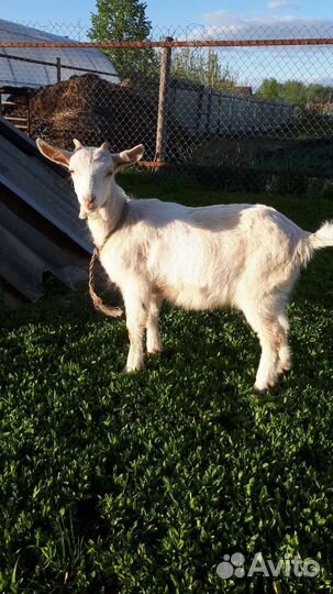 Зааненская коза