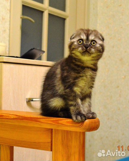 Шотландские котята