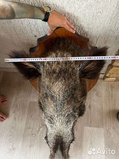 Чучело головы кабана