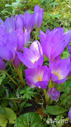 Безвременник, декоративный лук