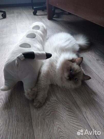 Гималайская кошка