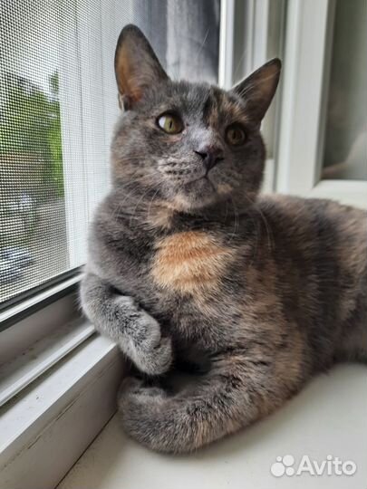 Кошечка-подросток