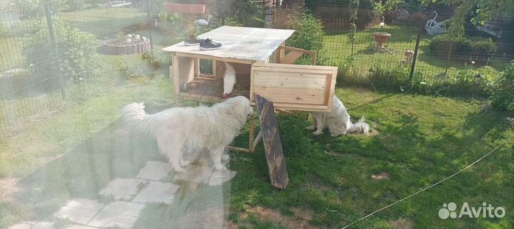 Курятник для кур