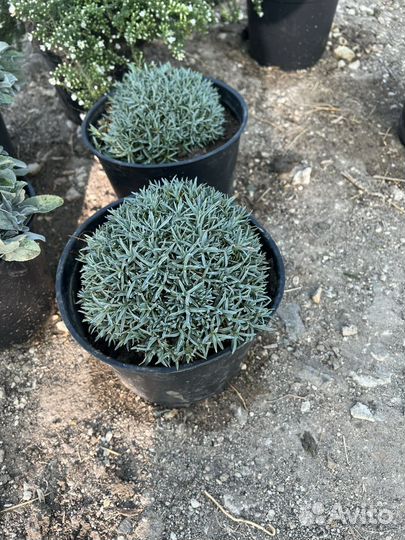 Гвоздика шаровидная